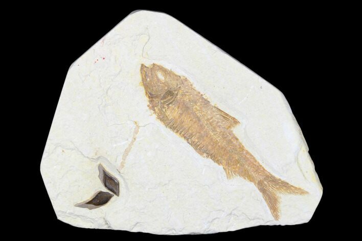 Detailed Fossil Fish (Knightia) With Gar Scales - Wyoming #176384